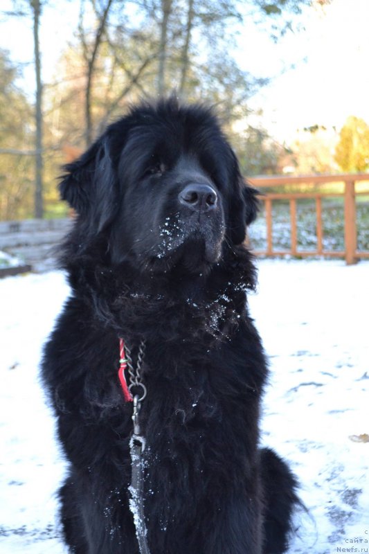 Фотография № 231005