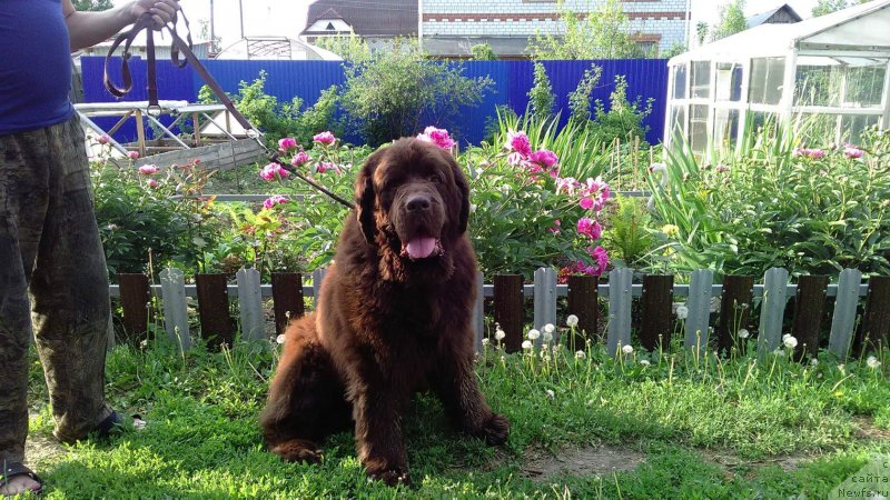 Фото: ньюфаундленд Черный Шарм Амбер Бест Дог ФО Марлеон