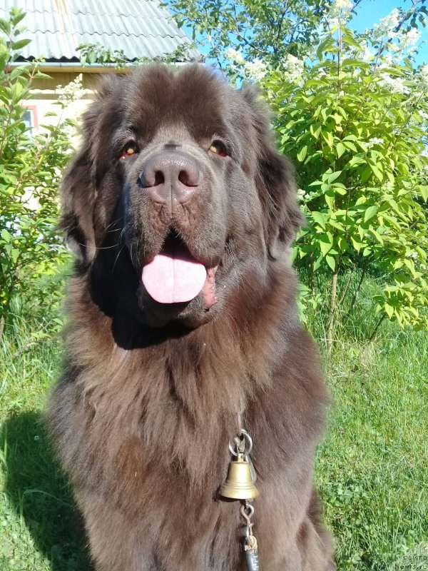 Фото: ньюфаундленд Браунблад МСК Викки Аллан (Brownblood MSK Vikki Allan)