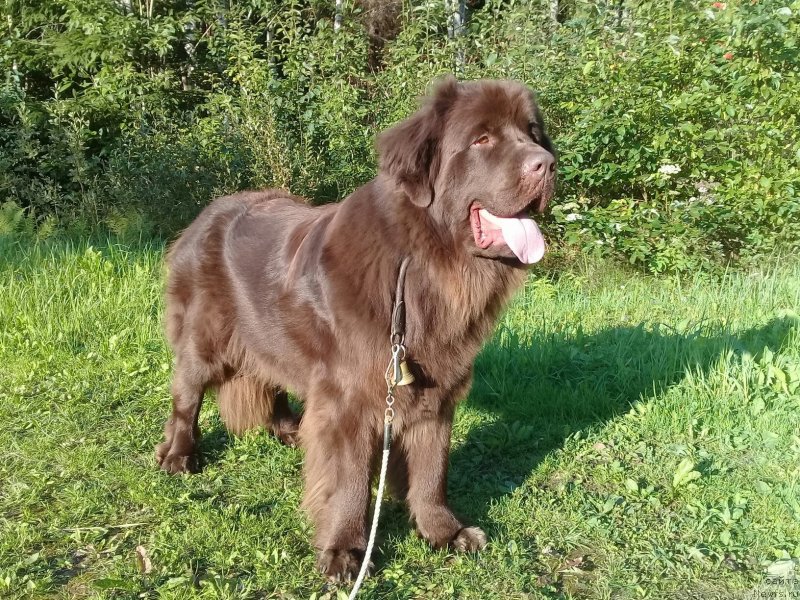 Фото: ньюфаундленд Браунблад МСК Викки Аллан (Brownblood MSK Vikki Allan)