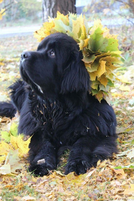 Фотография № 231013