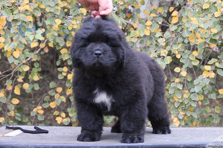 Фотография № 231035