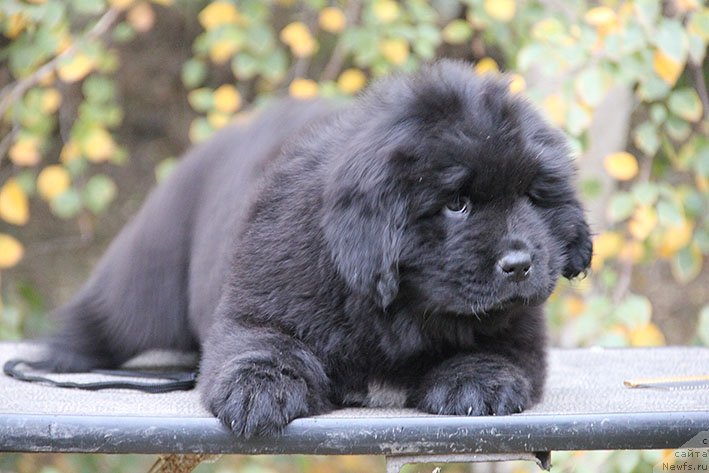 Фотография № 231036