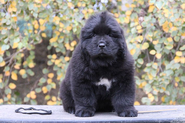 Фотография № 231038