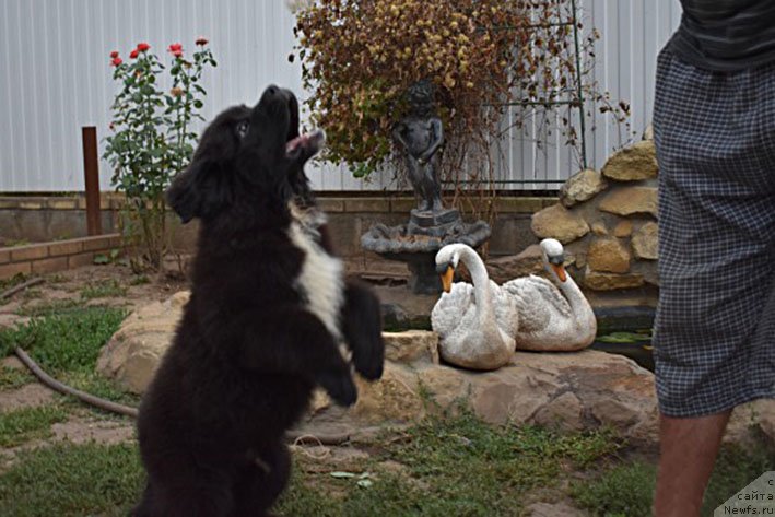 Фото: ньюфаундленд Ментор с Берега Дона (Mentor s Berega Dona)