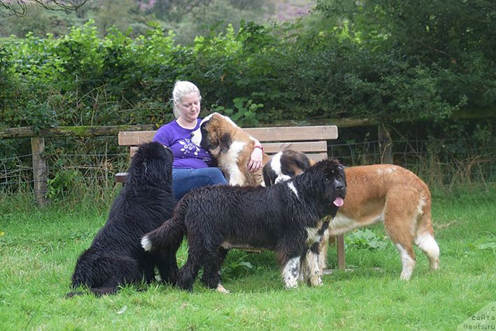 Фото: ньюфаундленд Бравада с Берега Дона (Bravada s Berega Dona)