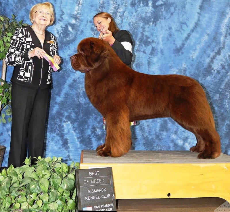 Фото: ньюфаундленд Ети с Берега Дона (Eti s Berega Dona)