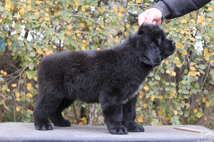 Фотография № 231053