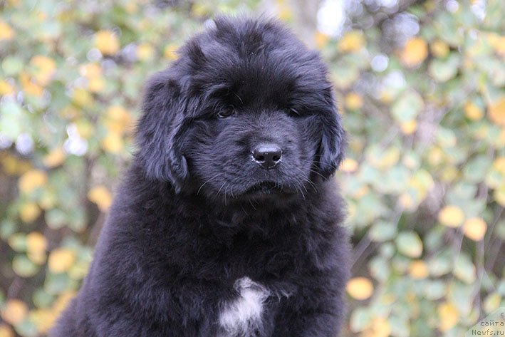 Фотография № 231055