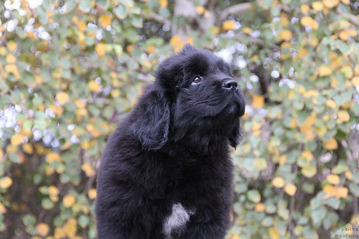 Фотография № 231057