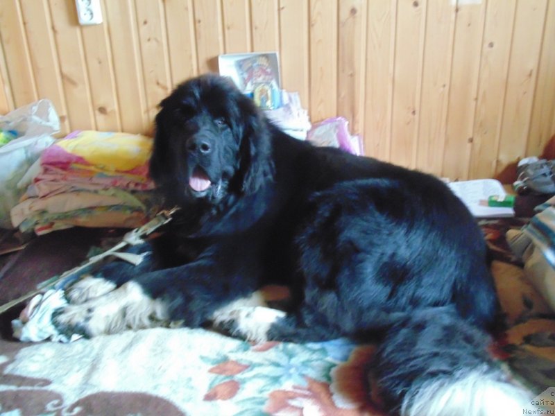 Фото: ньюфаундленд Супер Бизон Тадж-Махал