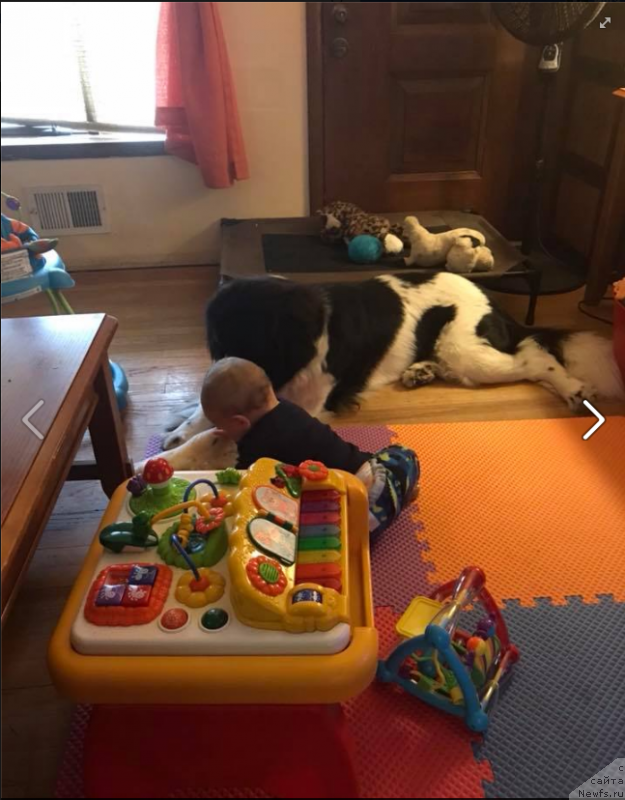 Фото: ньюфаундленд Великолепная Мэрджори Норд