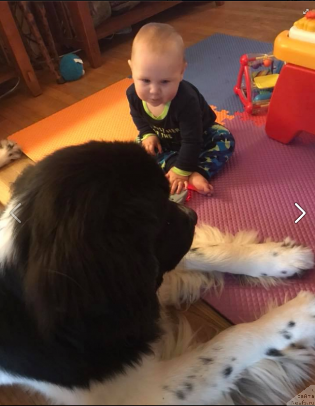 Фото: ньюфаундленд Великолепная Мэрджори Норд