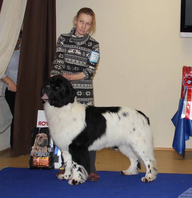 Фото: ньюфаундленд Моон Броок Дакота (Moon Brook Dakota)