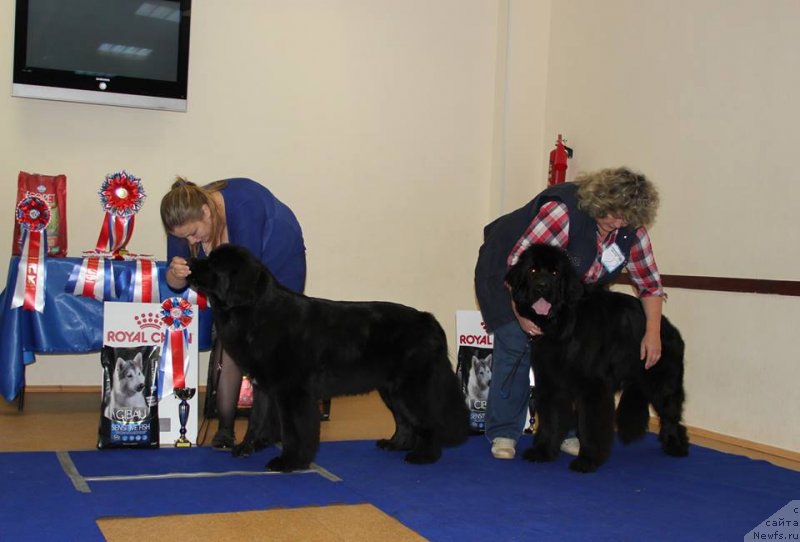 Фото: ньюфаундленд Арсэла Бьюти, ньюфаундленд Ньюфорт Звенислава