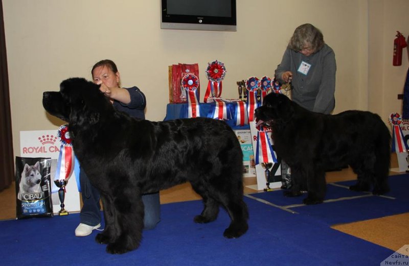 Фото: ньюфаундленд Акватория Келвин Жасмин (Aquatoriya Kelvin Zhasmin), ньюфаундленд Ньюфорт Жорджия
