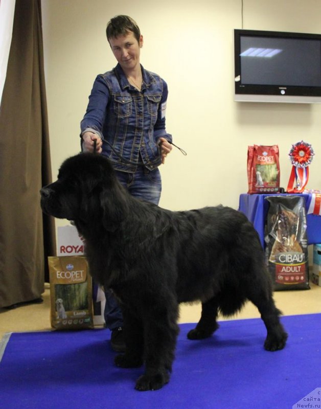 Фото: ньюфаундленд Акватория Келвин Яуза (Aquatoriya Kelvin Yauza)