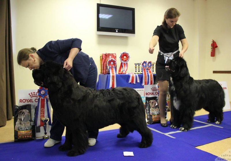 Фото: ньюфаундленд Акватория Келвин Юник Малина Стайл (Aquatoriya Kelvin Yunique Malina Style), ньюфаундленд Ньюфорт Азет Абайя