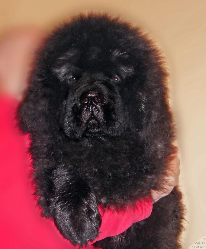 Фотография № 231083