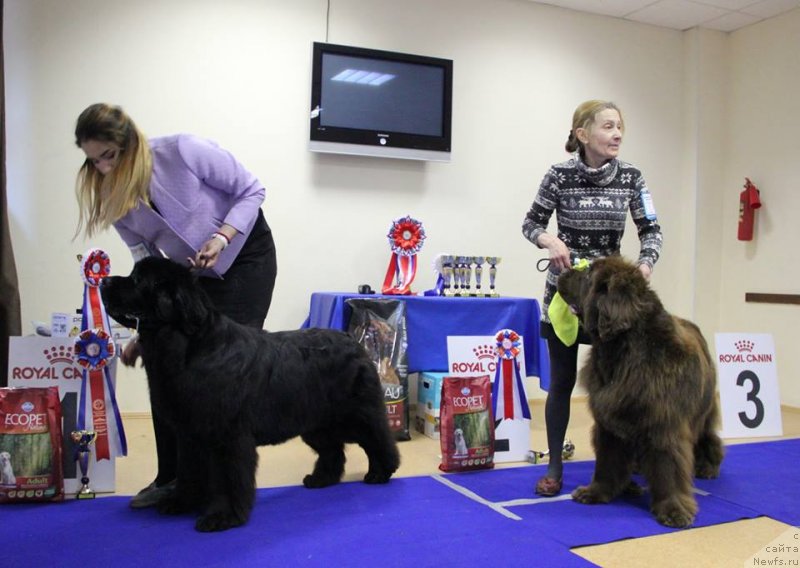 Фото: ньюфаундленд Акватория Келвин Юз оф Мэджик Спирит (Aquatoriya Kelvin Yuse of Magic Spirit), ньюфаундленд Обуш Шед Якутия (Obush Shed Yakutia)