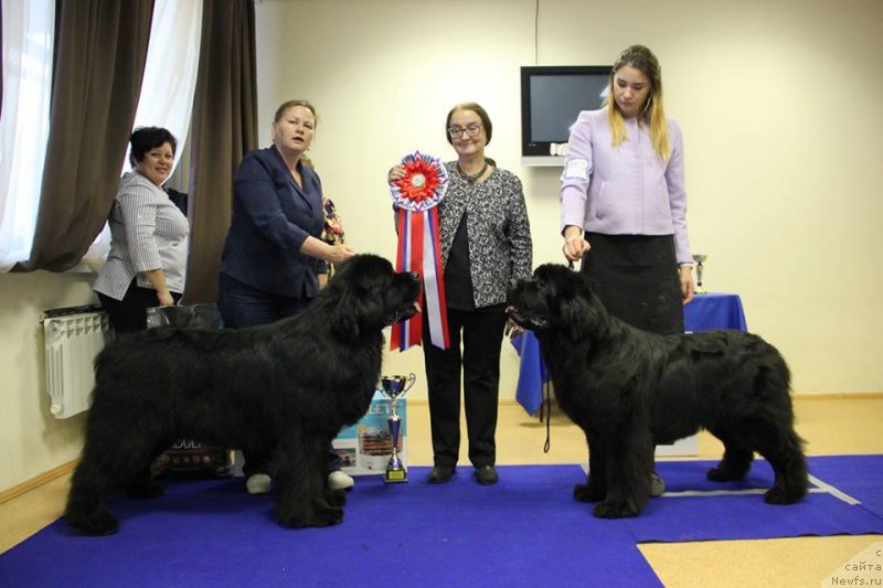 Фото: ньюфаундленд Акватория Келвин Щедривчик (Aquatoriya Kelvin Schedrivchik)