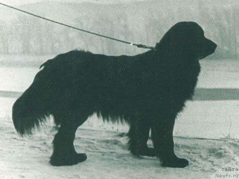 Фото: ньюфаундленд Бэт Бэлла