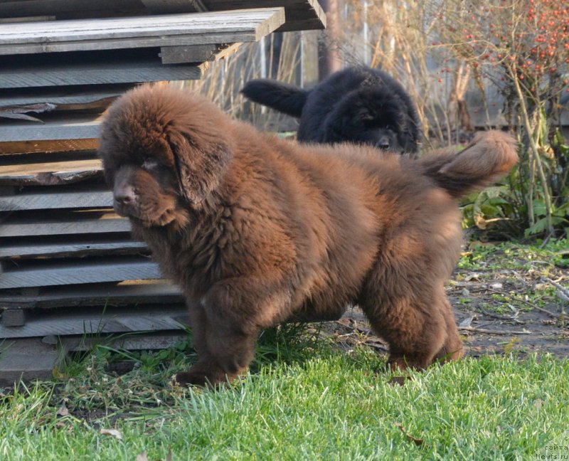 Фото: ньюфаундленд C'Нежная Вьюга Глоуинг Харт (S'Nezhnaya Vjuga Glowing Hart)