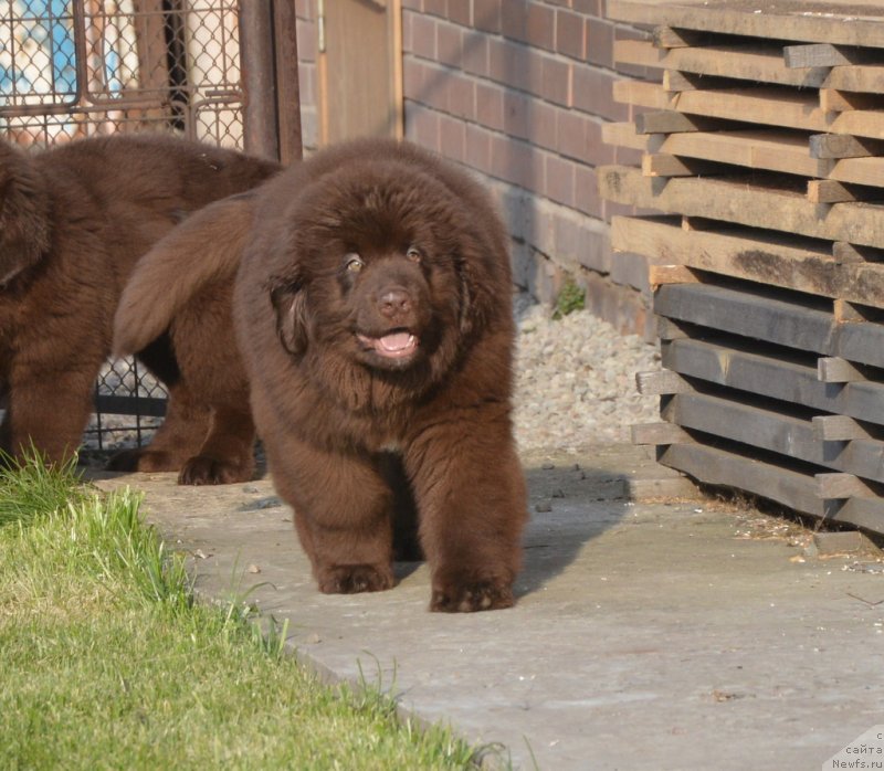 Фото: ньюфаундленд C'Нежная Вьюга Глоуинг Харт (S'Nezhnaya Vjuga Glowing Hart)