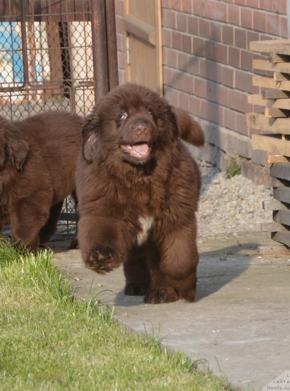 Фото: ньюфаундленд C'Нежная Вьюга Глоуинг Харт (S'Nezhnaya Vjuga Glowing Hart)