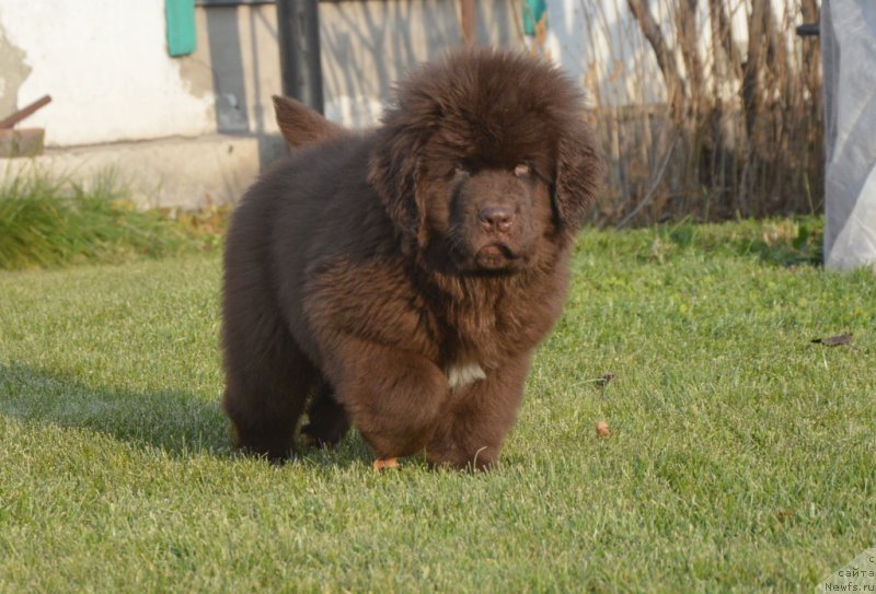 Фото: ньюфаундленд C'Нежная Вьюга Глоуинг Харт (S'Nezhnaya Vjuga Glowing Hart)