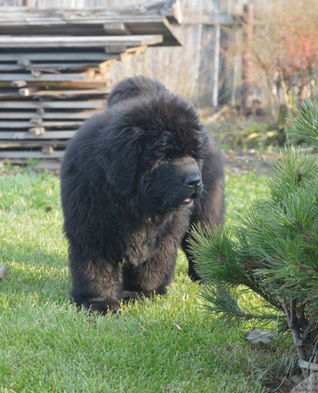 Фото: ньюфаундленд С'Нежная Вьюга Габриэль (S'Nezhnaya Vjuga Gabriely)