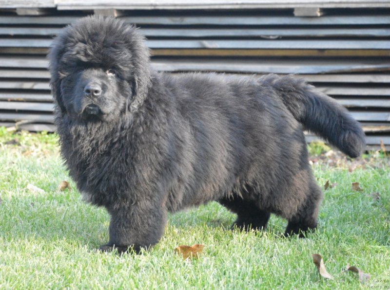 Фото: ньюфаундленд С'Нежная Вьюга Габриэль (S'Nezhnaya Vjuga Gabriely)