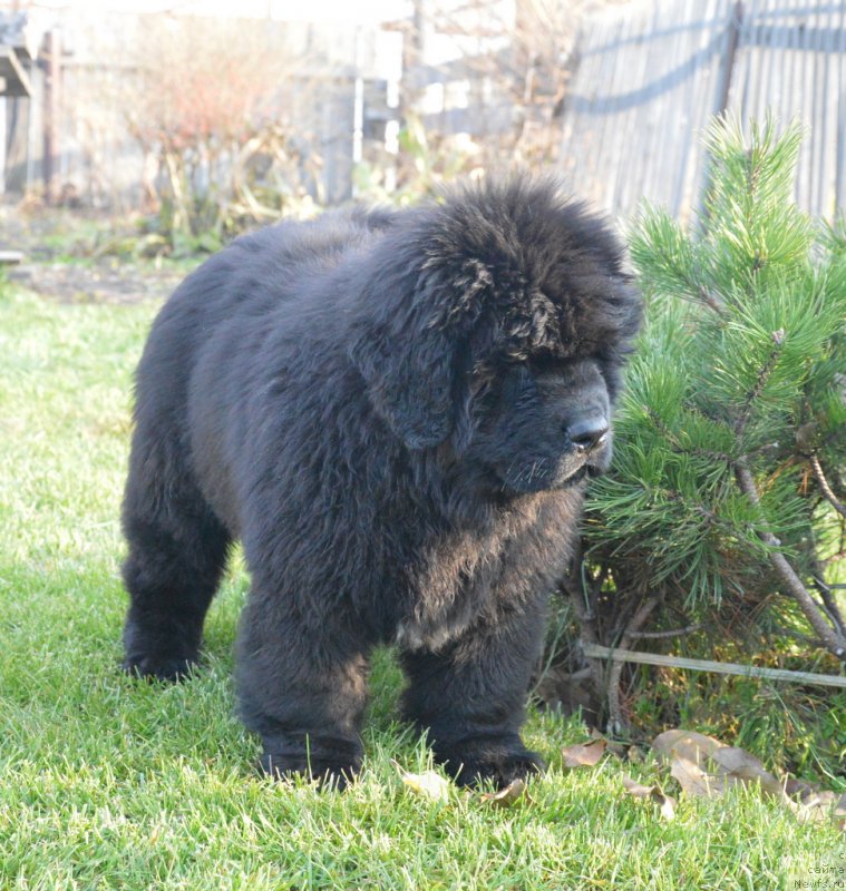 Фото: ньюфаундленд С'Нежная Вьюга Габриэль (S'Nezhnaya Vjuga Gabriely)