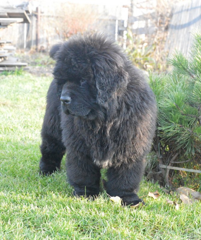 Фото: ньюфаундленд С'Нежная Вьюга Габриэль (S'Nezhnaya Vjuga Gabriely)