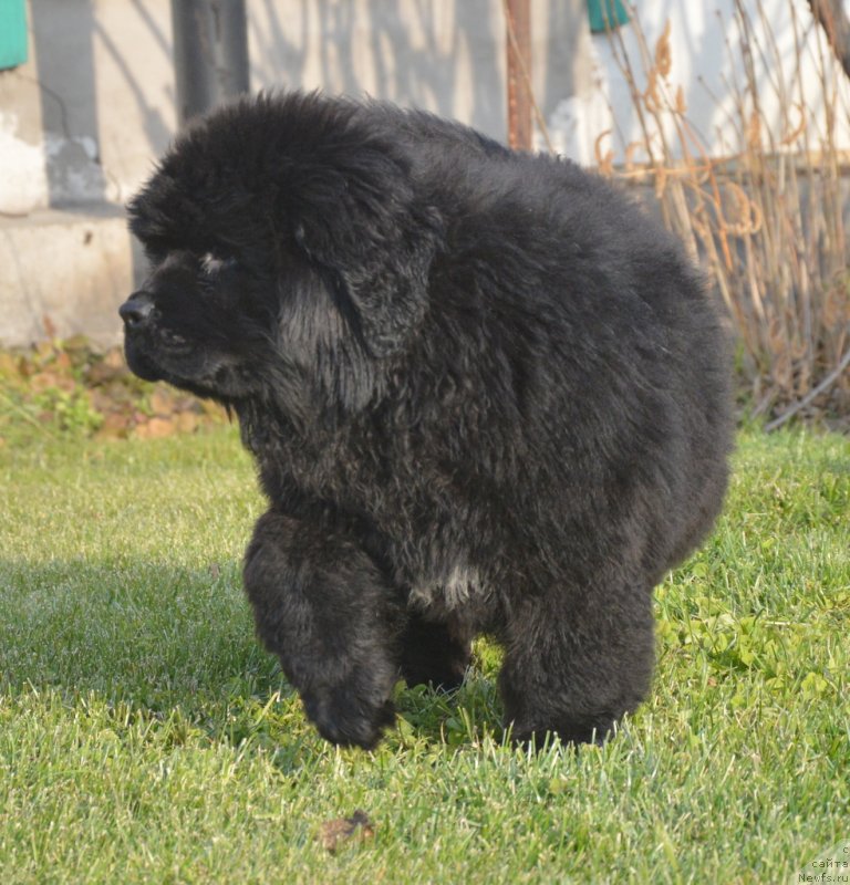 Фото: ньюфаундленд С'Нежная Вьюга Габриэль (S'Nezhnaya Vjuga Gabriely)