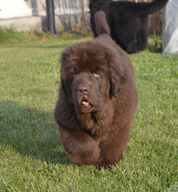 Фото: ньюфаундленд С'Нежная Вьюга Голден Пуриссима (S'Nezhnaya Vjuga Golden Purissima)