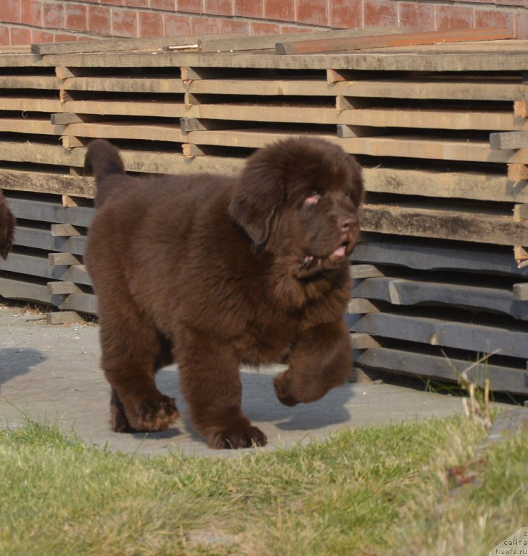 Фото: ньюфаундленд С'Нежная Вьюга Голден Пуриссима (S'Nezhnaya Vjuga Golden Purissima)