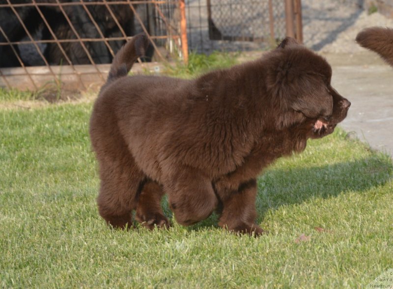 Фото: ньюфаундленд С'Нежная Вьюга Голден Пуриссима (S'Nezhnaya Vjuga Golden Purissima)