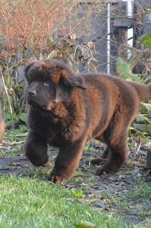 Фото: ньюфаундленд С'Нежная Вьюга Голден Пуриссима (S'Nezhnaya Vjuga Golden Purissima)