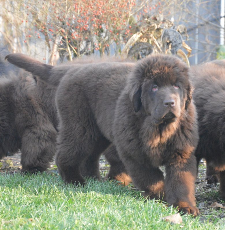 Фото: ньюфаундленд С'Нежная Вьюга Голден Пуриссима (S'Nezhnaya Vjuga Golden Purissima)