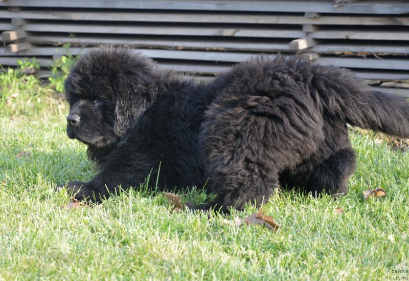 Фотография № 231116