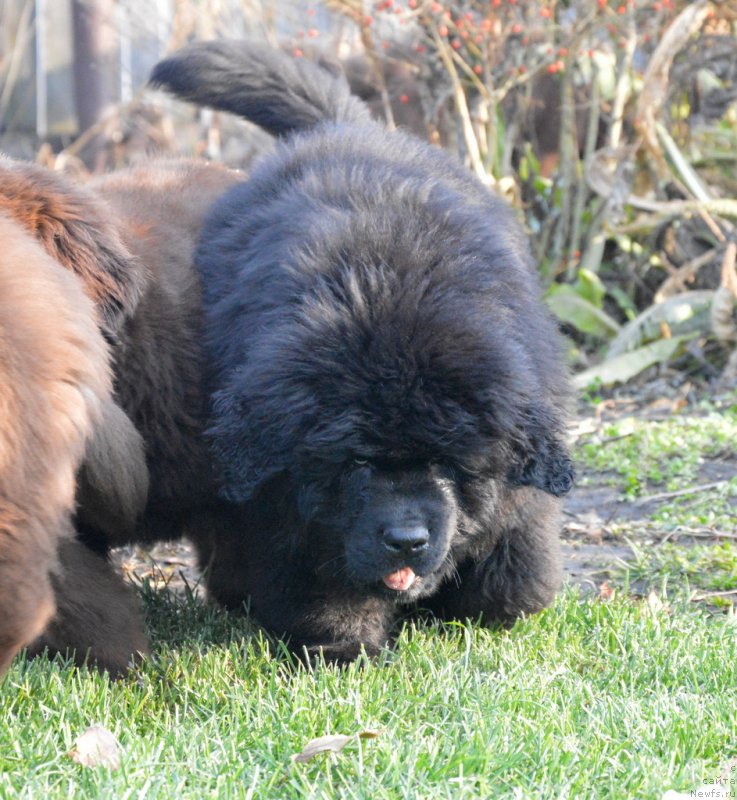 Фотография № 231117