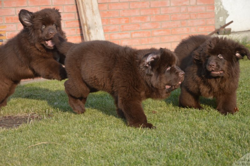 Фотография № 231118