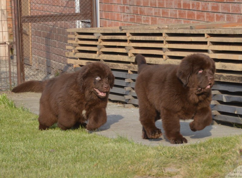 Фотография № 231119