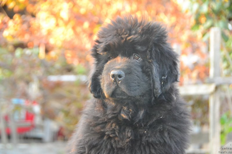 Фото: ньюфаундленд Талисман Моря Изумрудная Волна