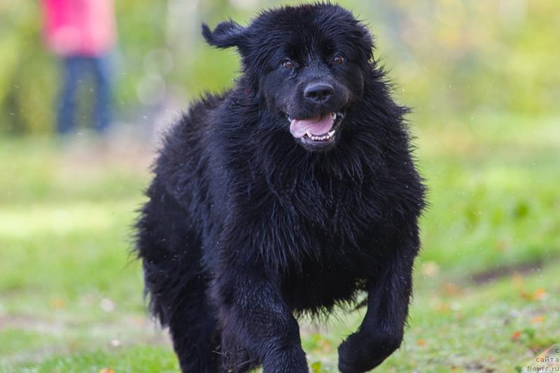 Фото: ньюфаундленд Черная Мафия Балл оф Фире (Chernaya Mafia Ball of Fire)