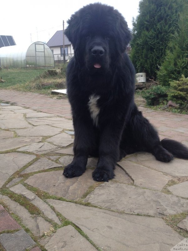 Фото: ньюфаундленд Терра Виктория Исфахан