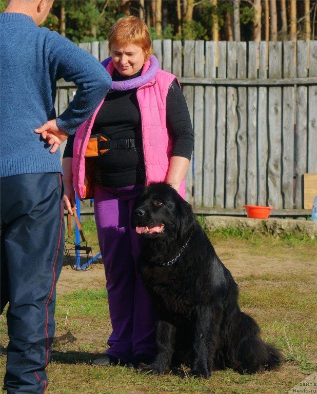 Фото: ньюфаундленд Русская Красавица Нюра