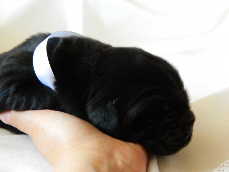 Фото: Дети Трикси