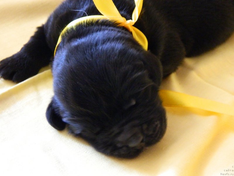 Фото: Дети Трикси